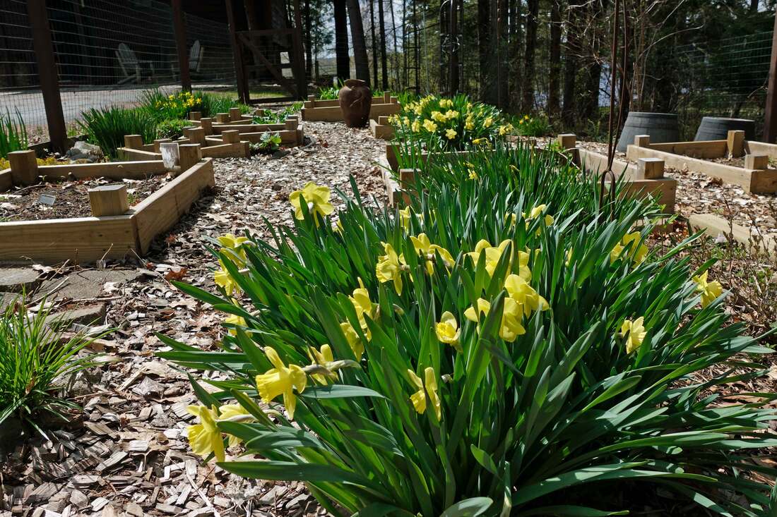 A real photograph of a sweeping drift of naturalized yellow daffodils blooming under leafless deciduous trees in early spring