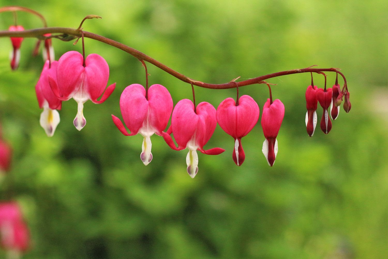 A real photograph of a tall bleeding heart plant growing through a round metal grow-through support in a shaded garden bed