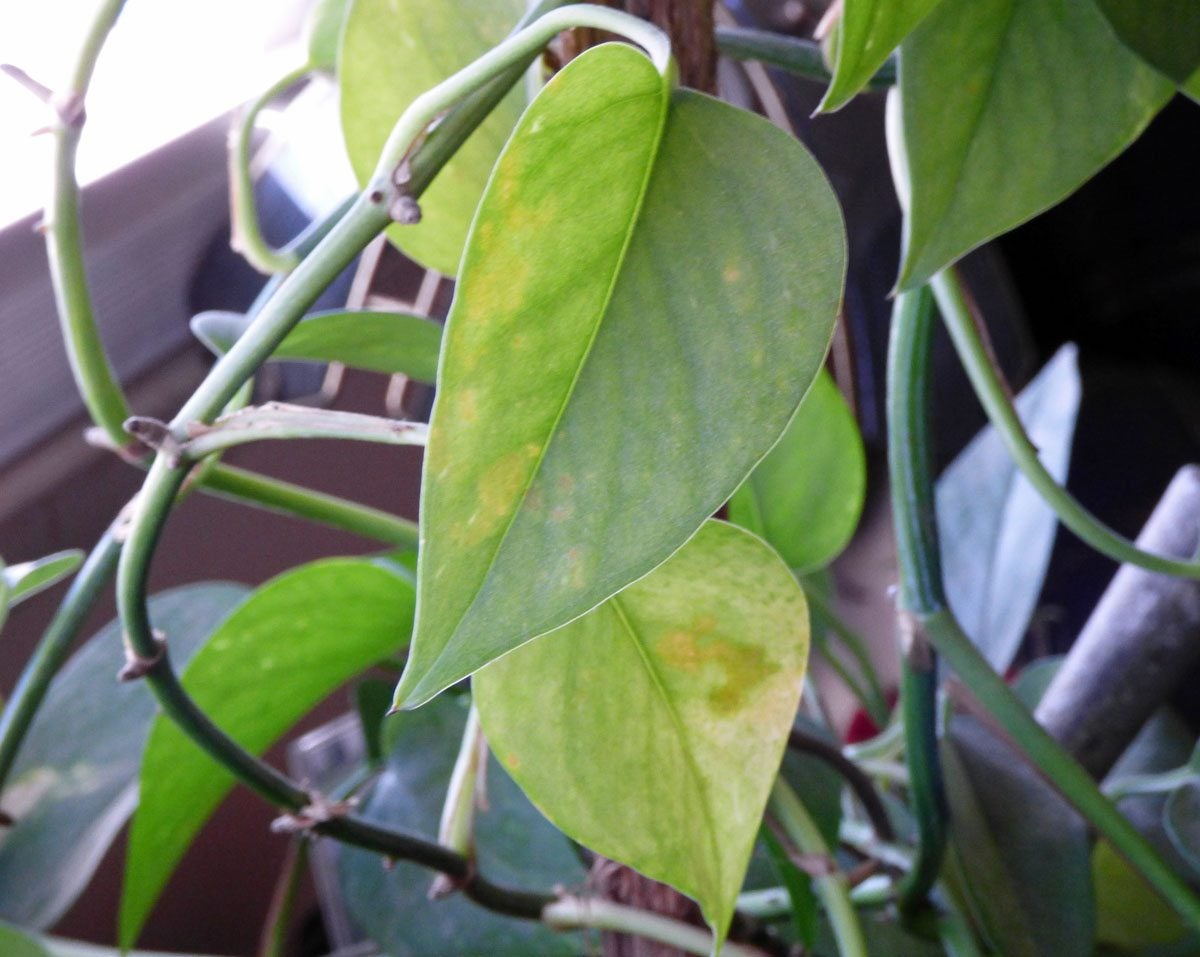 A real photograph of a trailing pothos houseplant on a bright windowsill with several yellowing leaves visible among healthy green foliage, natural indoor lighting