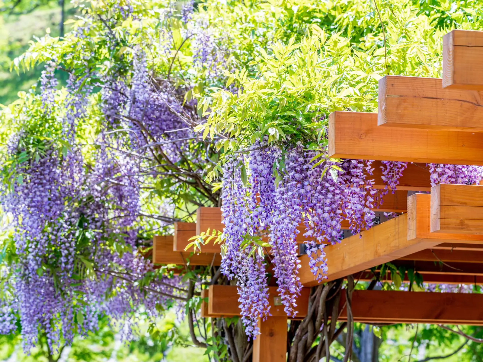 Featured image for Why Your Wisteria Isn’t Blooming (and How to Fix It)