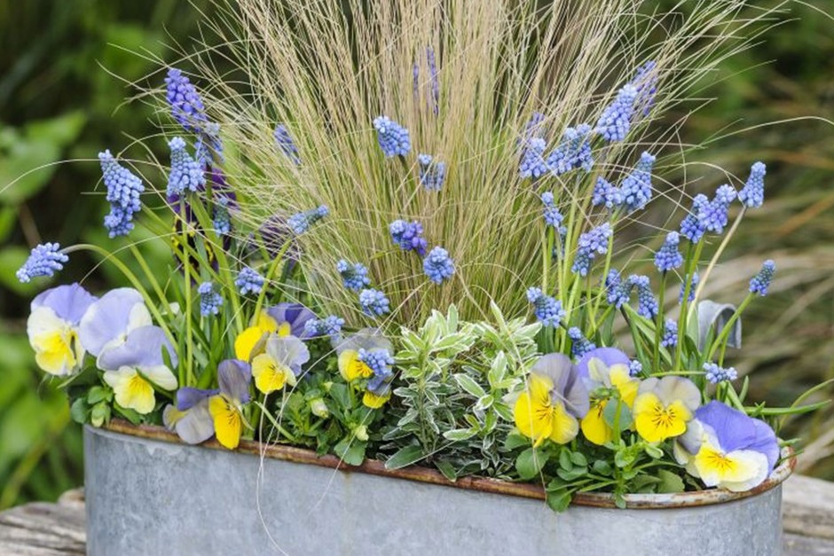 A real photograph of a wooden window box planted with large-faced pansies in purple, yellow, and white, sitting beneath a window