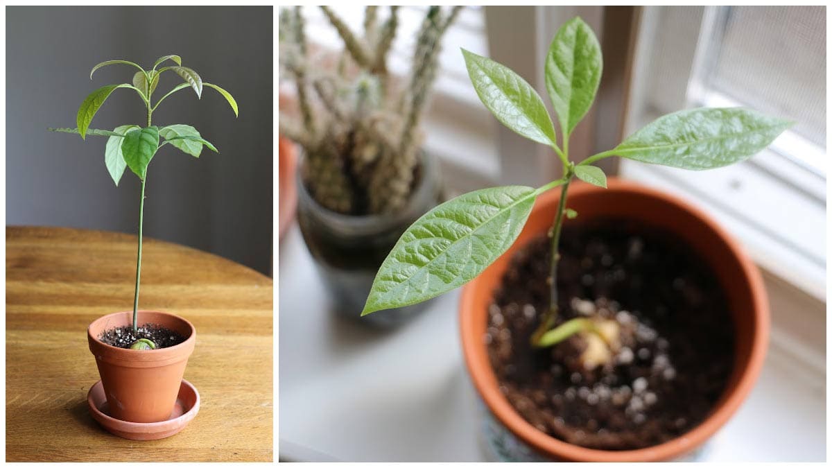 A real photograph of a young avocado seedling in a terracotta pot, with the avocado pit partially above the soil and fresh green leaves