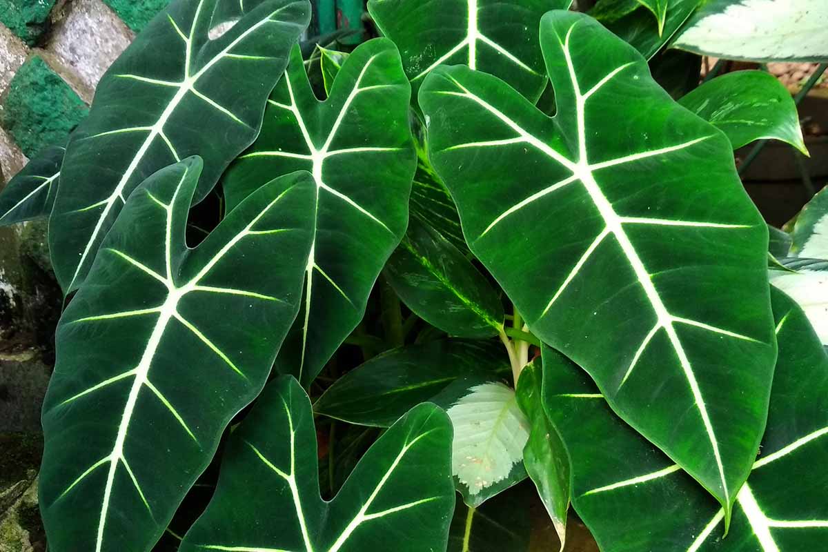 A real photograph of an Alocasia elephant ear planted in a large outdoor pot with well-draining soil and perlite visible near the surface