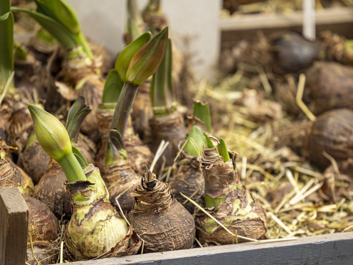 A real photograph of an amaryllis bulb being placed into a snug terracotta pot with fresh well-draining potting mix, close-up