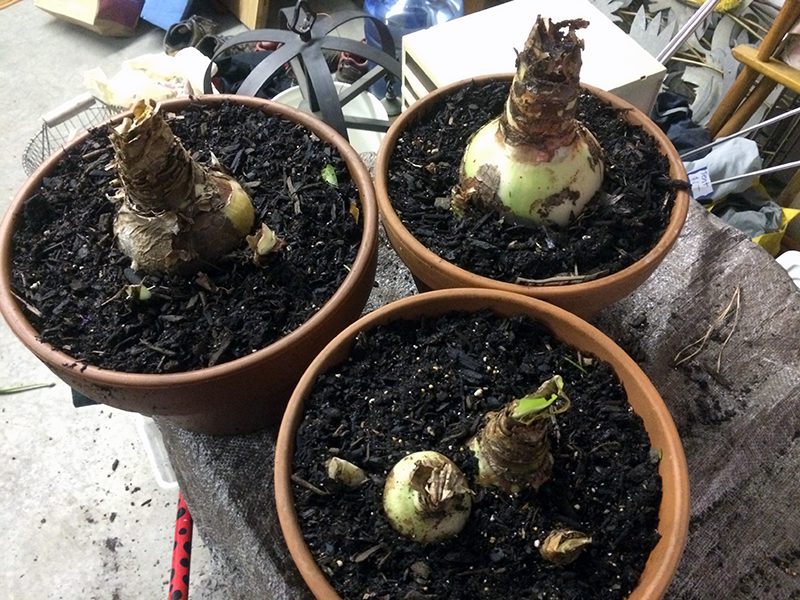 A real photograph of an amaryllis bulb being repotted into a terracotta pot with fresh potting soil, with the bulb neck above the soil