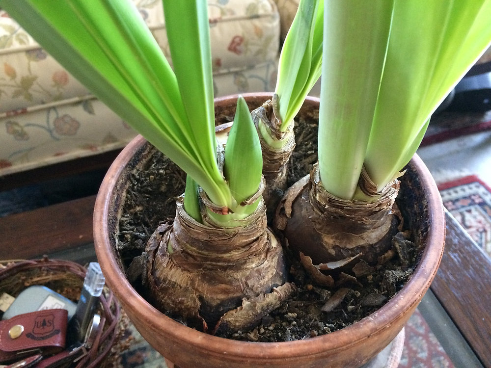 A real photograph of an amaryllis bulb growing long green leaves in a terracotta pot on a bright indoor windowsill with soft natural light