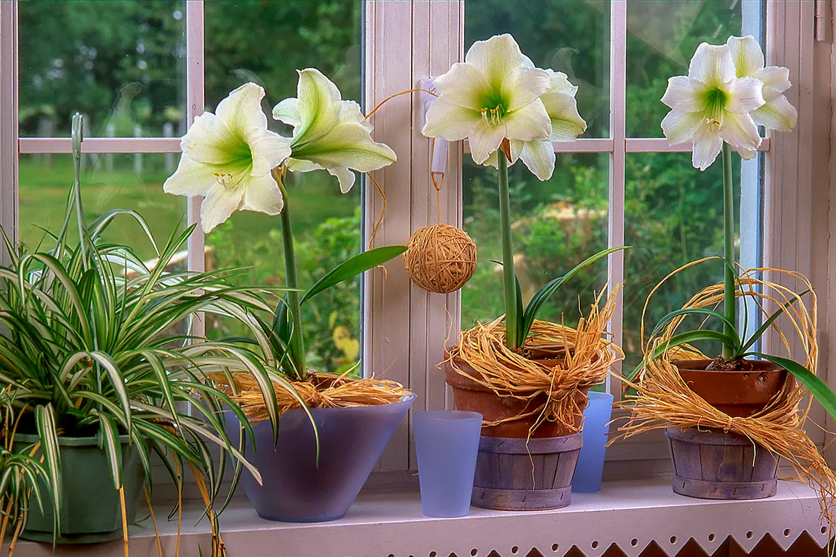 A real photograph of an amaryllis bulb in a pot pushing up a thick green flower stalk on a sunny windowsill