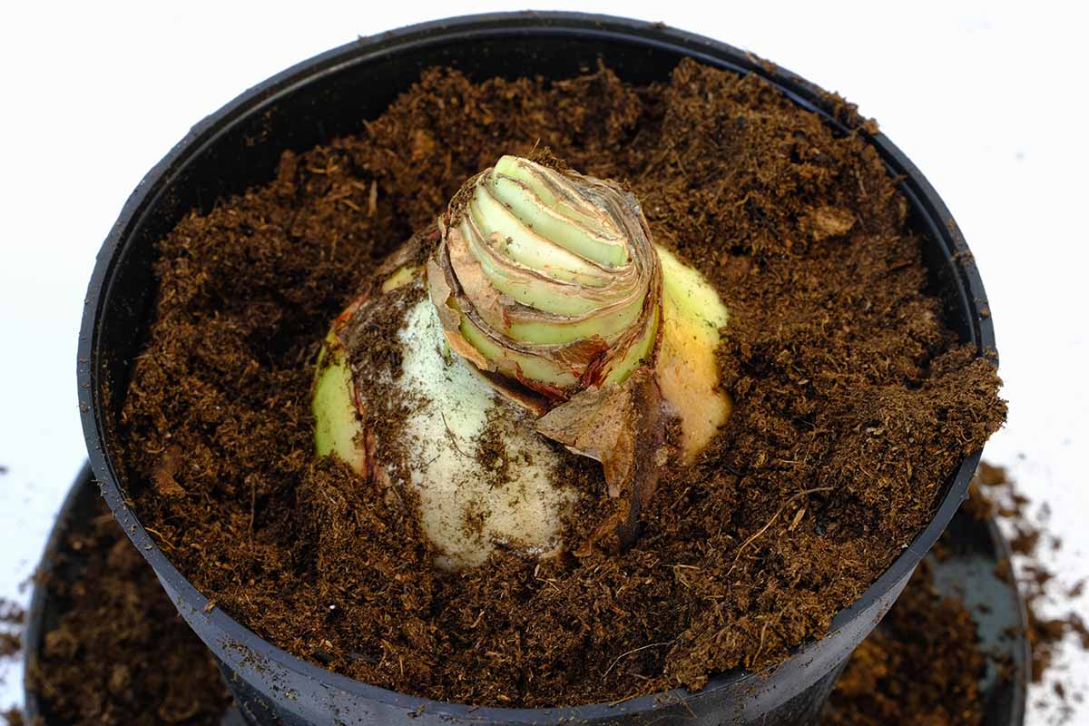 A real photograph of an amaryllis bulb sitting high in a pot of fresh potting soil, with the top third of the bulb exposed and a drainage saucer underneath