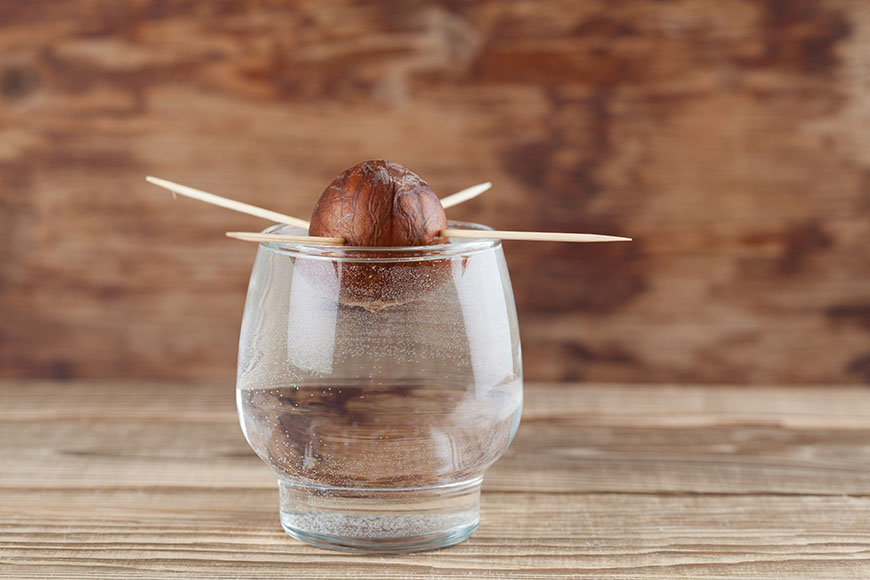 A real photograph of an avocado pit held by toothpicks over a small glass, with the bottom of the pit submerged in clear water