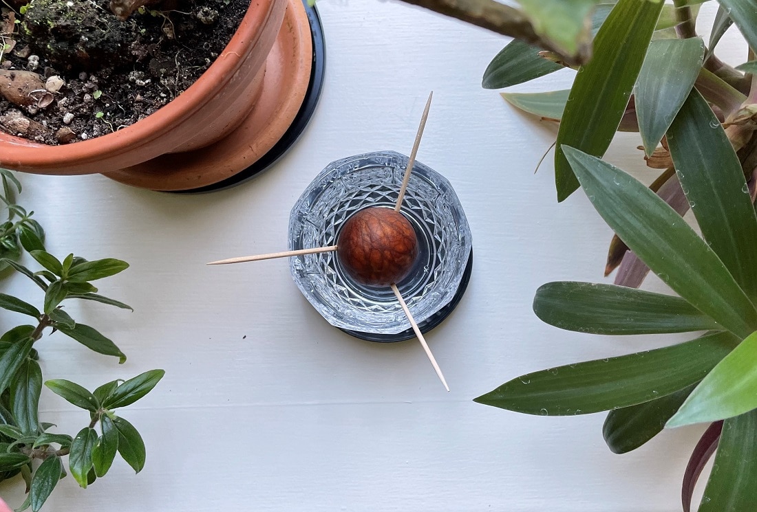 Featured image for Grow an Avocado Tree from a Pit Indoors