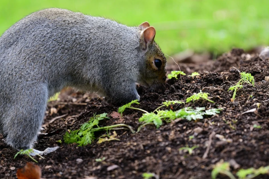 Featured image for How to Get Rid of Squirrels in the Garden Naturally