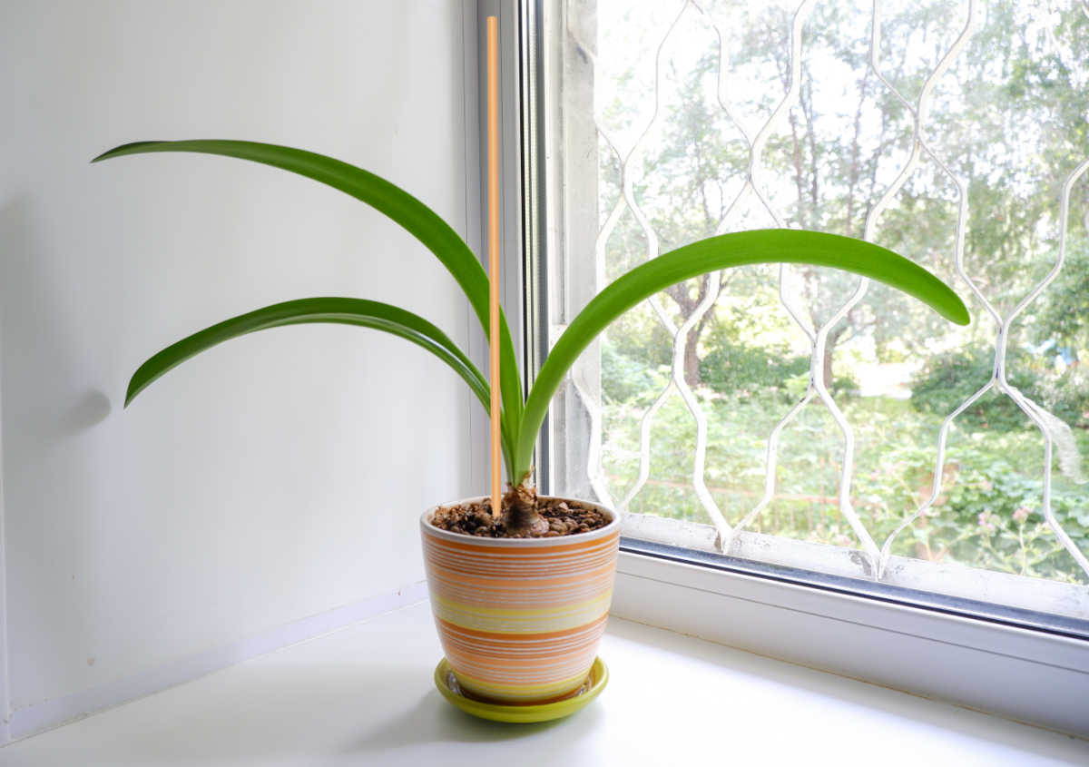 A real photograph of an indoor amaryllis bulb in a pot with long green leaves leaning toward a bright windowsill, soft natural light