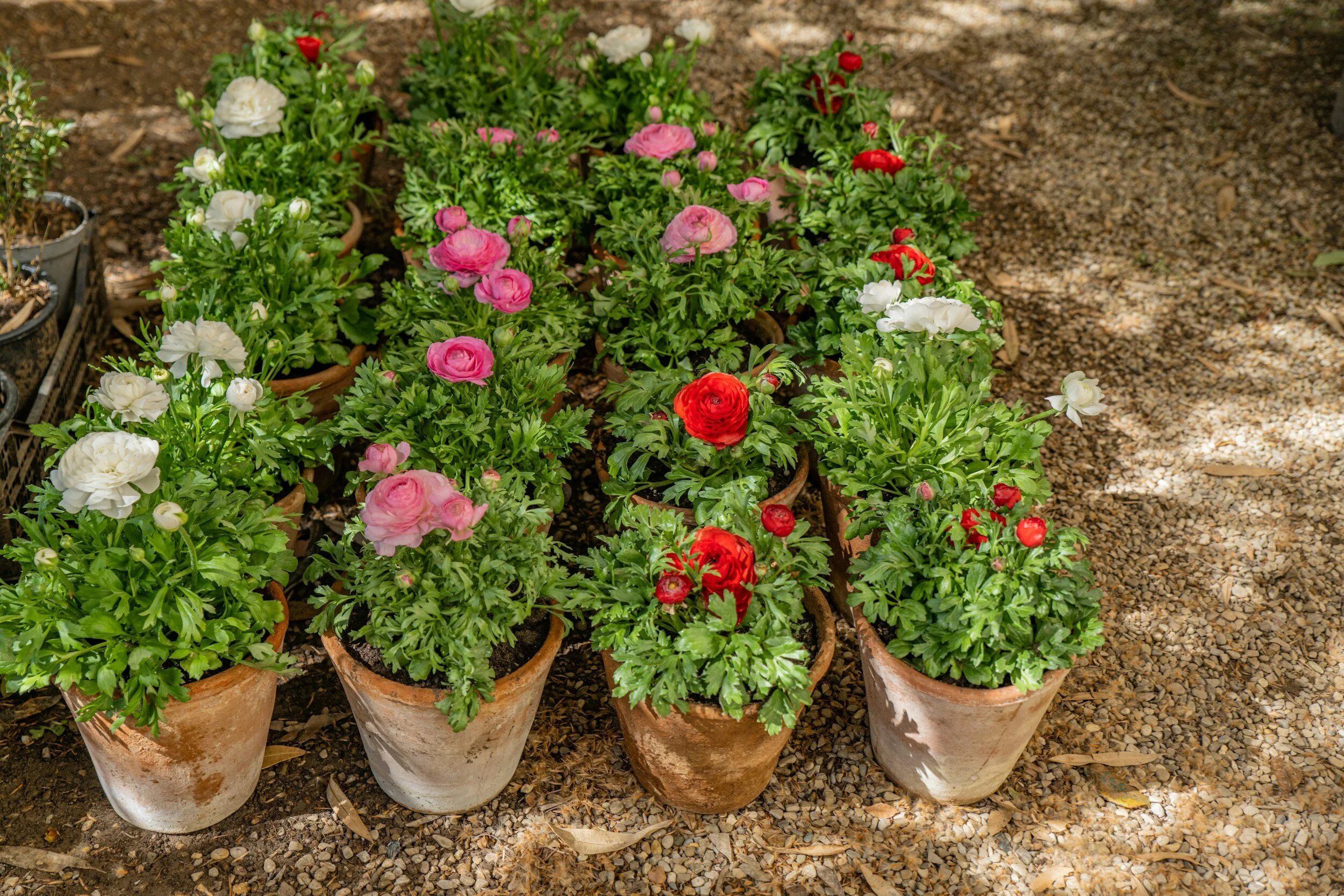 A real photograph of blooming ranunculus growing in a terracotta pot on a sunny patio, with colorful flowers and healthy green foliage