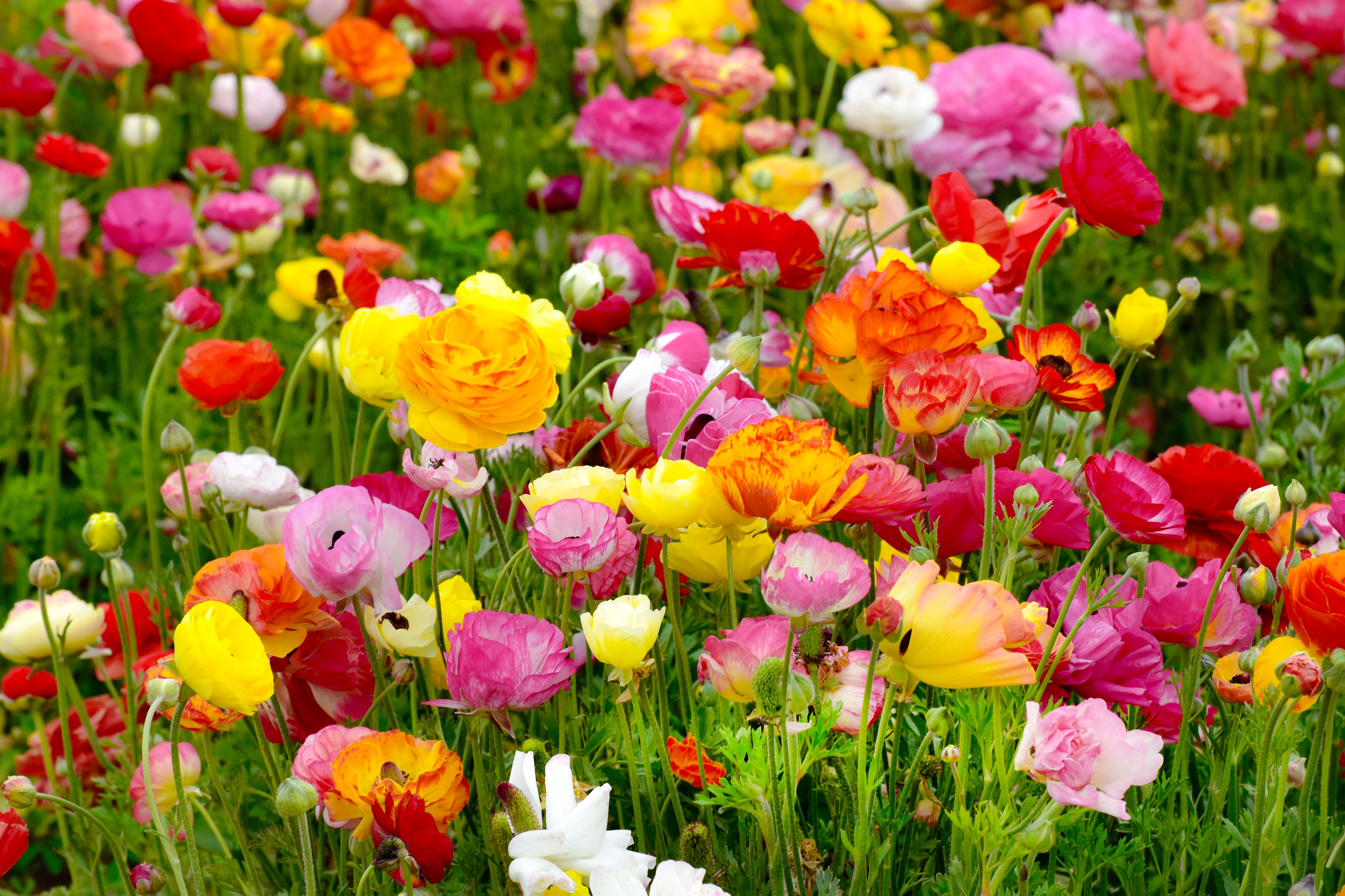 Featured image for Ranunculus Planting and Care for Spring Blooms