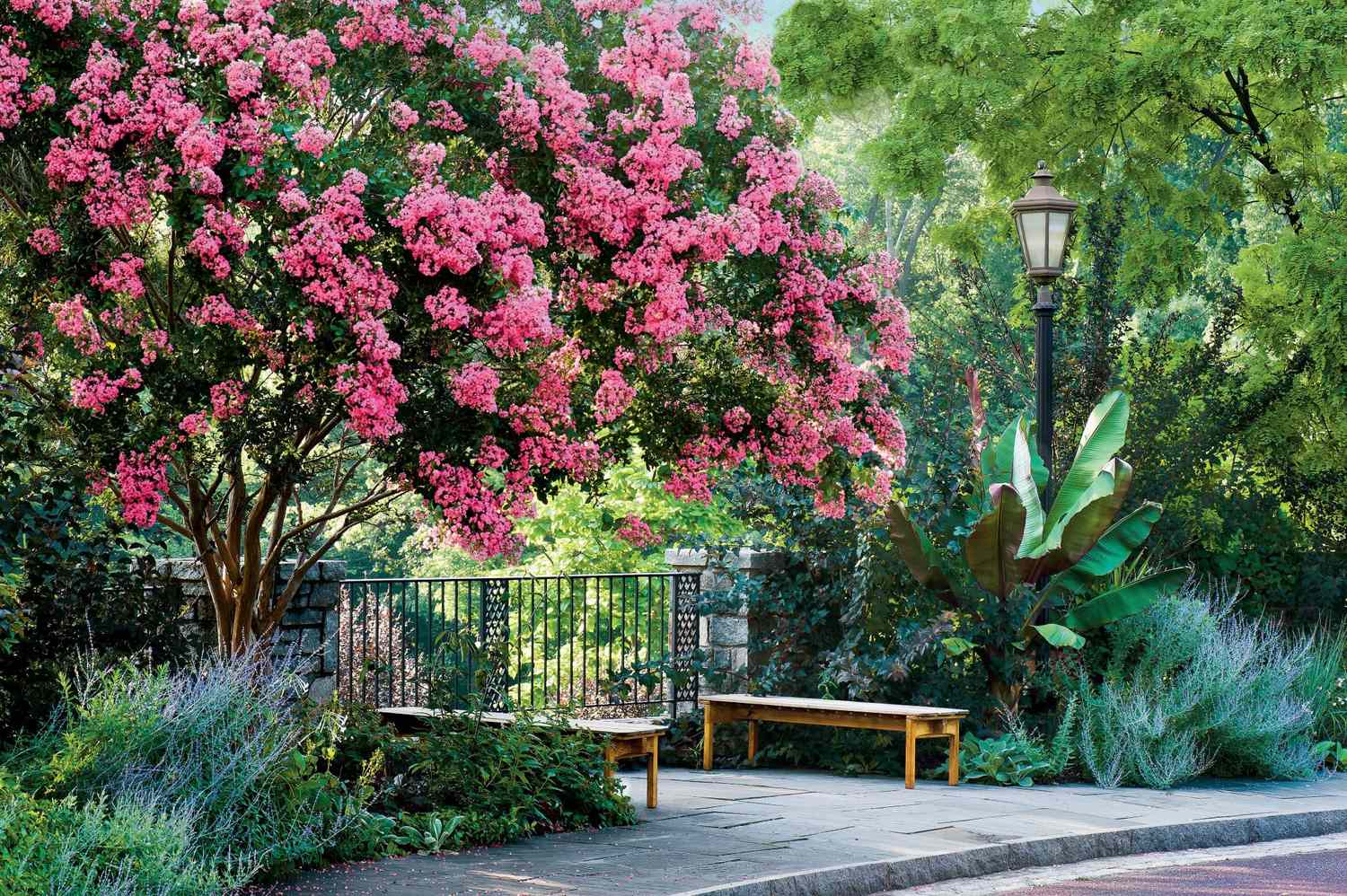 A real photograph of crepe myrtle flower clusters in soft golden evening light, with bees visiting the blooms and green leaves in the background