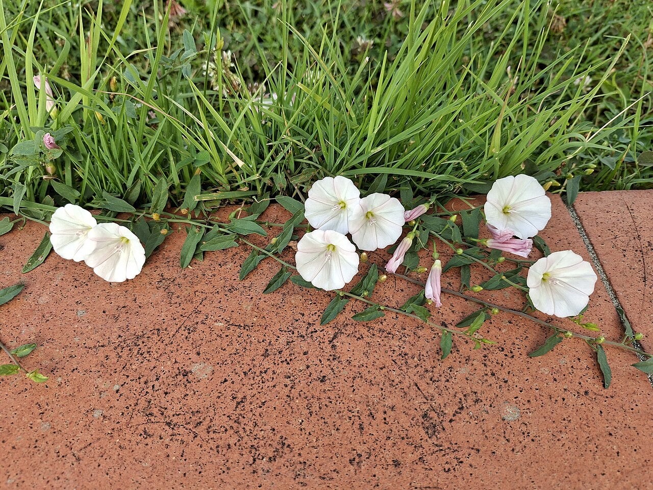 A real photograph of field bindweed creeping through a garden bed, showing slender twining stems, arrow-shaped leaves, and small white trumpet flowers