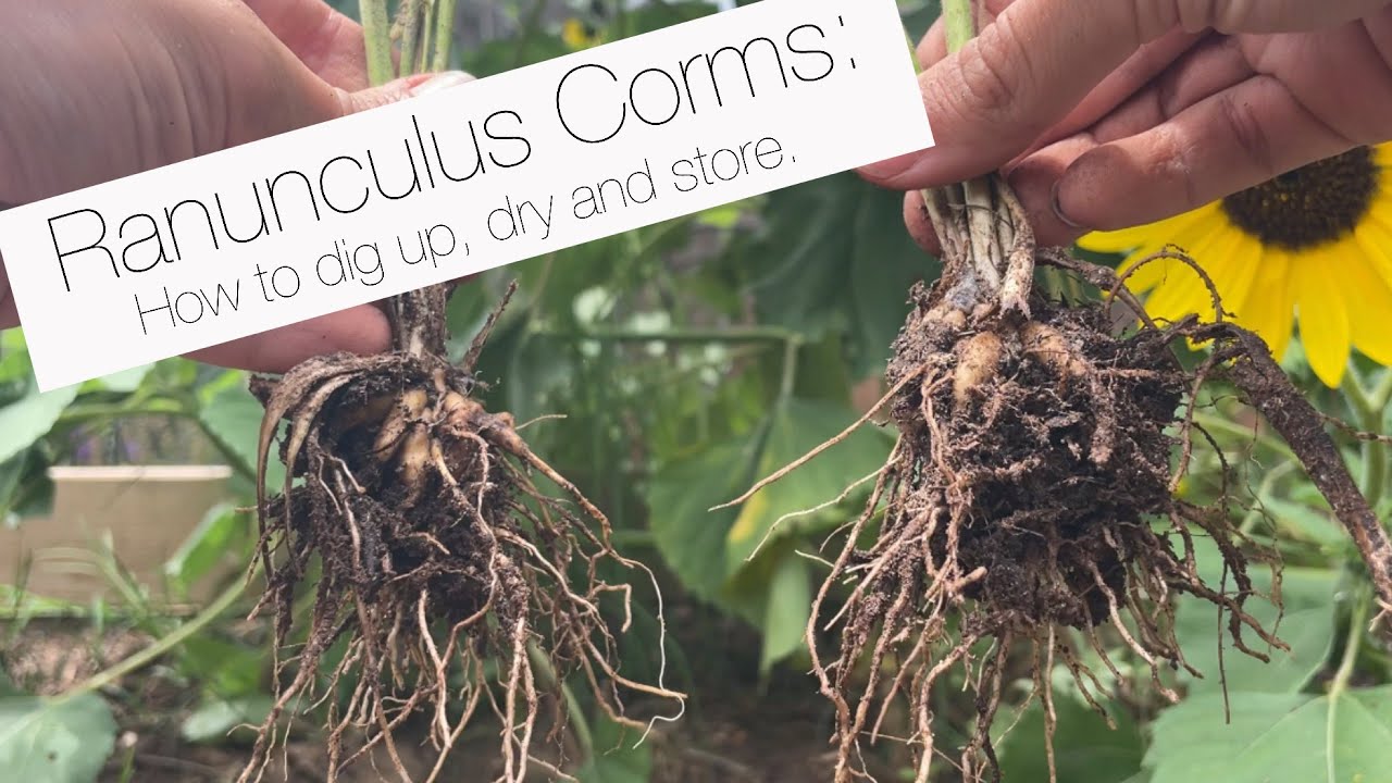 A real photograph of freshly dug ranunculus corms spread out on a shallow tray to dry in a shaded, airy spot