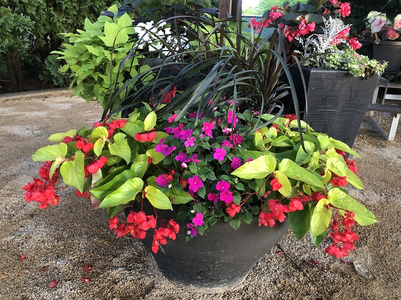 A real photograph of freshly planted impatiens spaced evenly in a round patio pot with potting mix visible and a shaded garden background