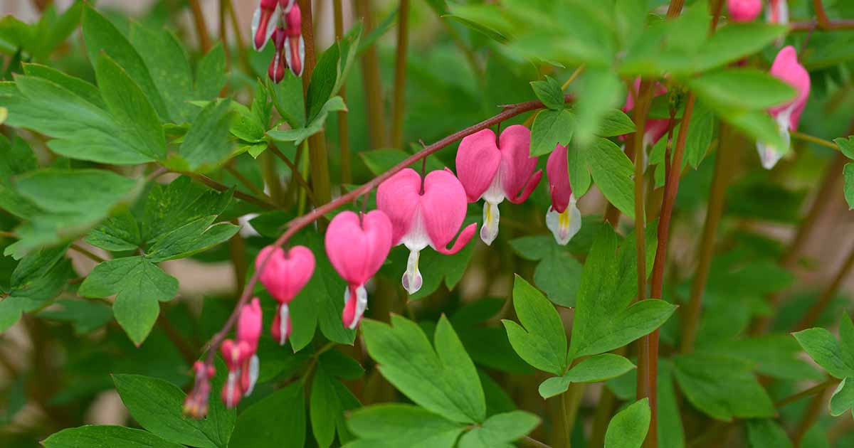 A real photograph of gloved hands gently lifting and dividing a bleeding heart root clump in early spring soil