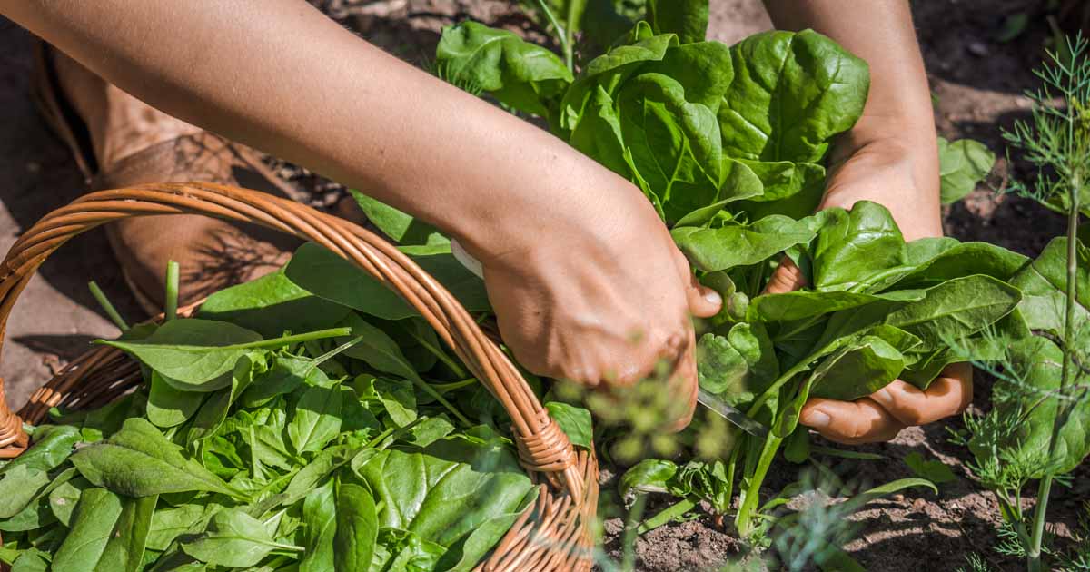 A real photograph of hands gently picking outer spinach leaves from a mature plant in a garden bed, with a shallow basket nearby