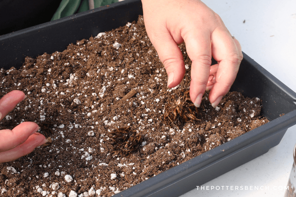 A real photograph of hands planting ranunculus corms claw-side down into a raised garden bed with dark, crumbly soil