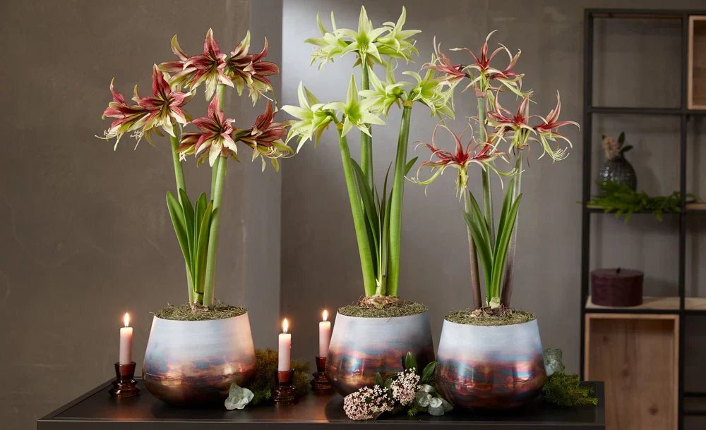 A real photograph of hands potting a single amaryllis bulb into a terracotta pot with fast-draining soil, bulb top left exposed
