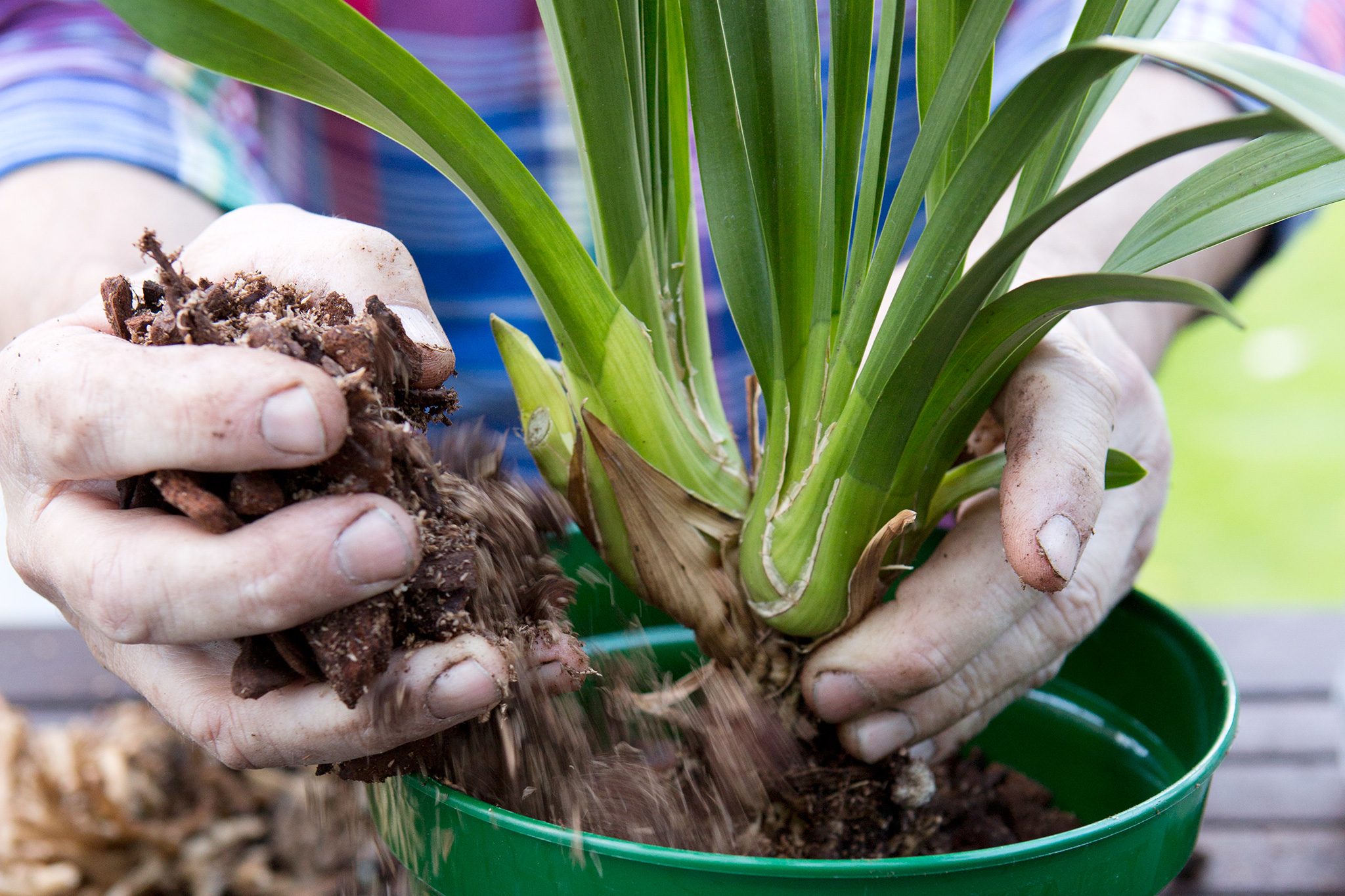 A real photograph of hands repotting a Cymbidium orchid into a plastic pot with fresh chunky orchid bark on a potting bench