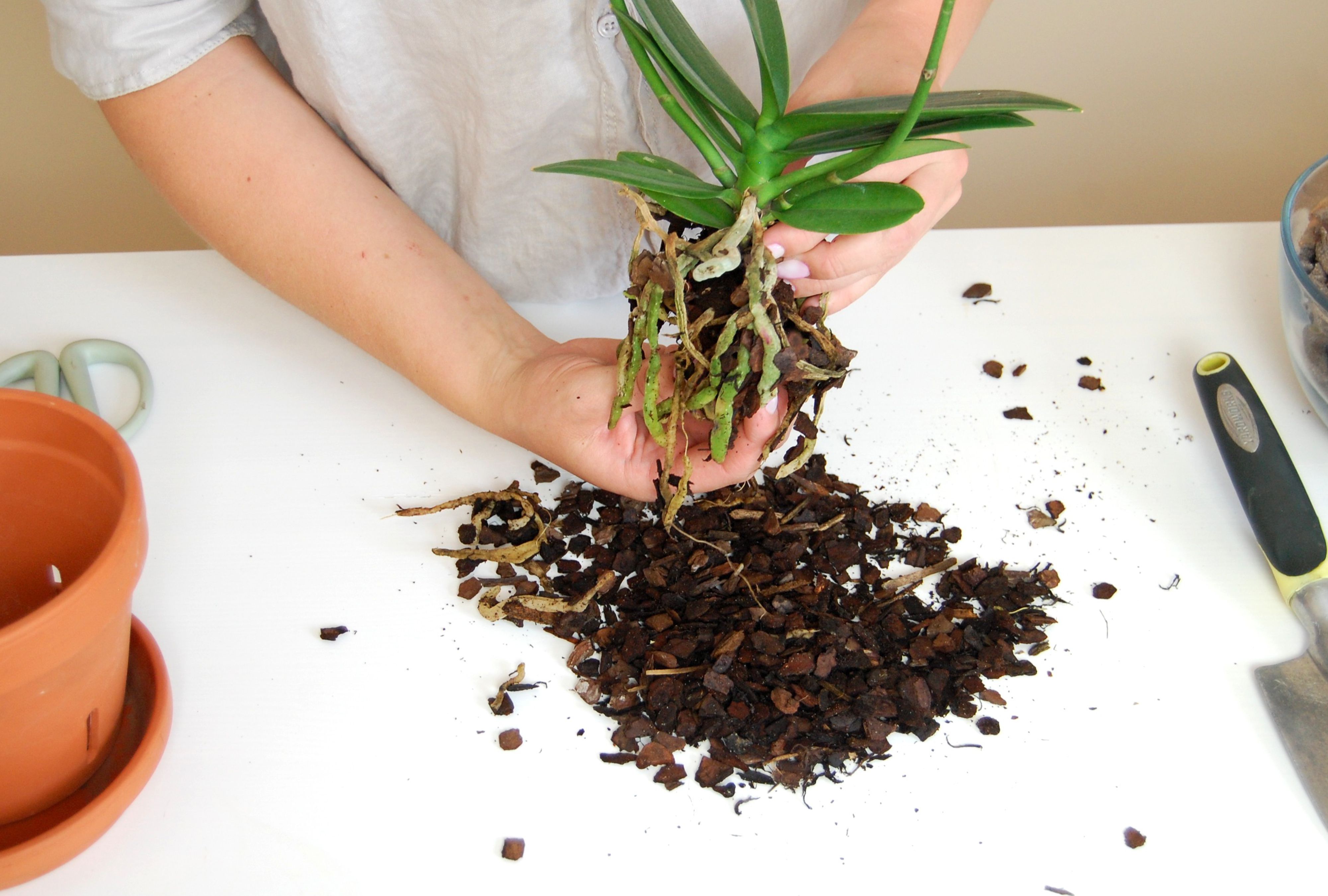 A real photograph of hands repotting a Dendrobium orchid at a kitchen table with chunky bark mix, a clear orchid pot, and exposed roots