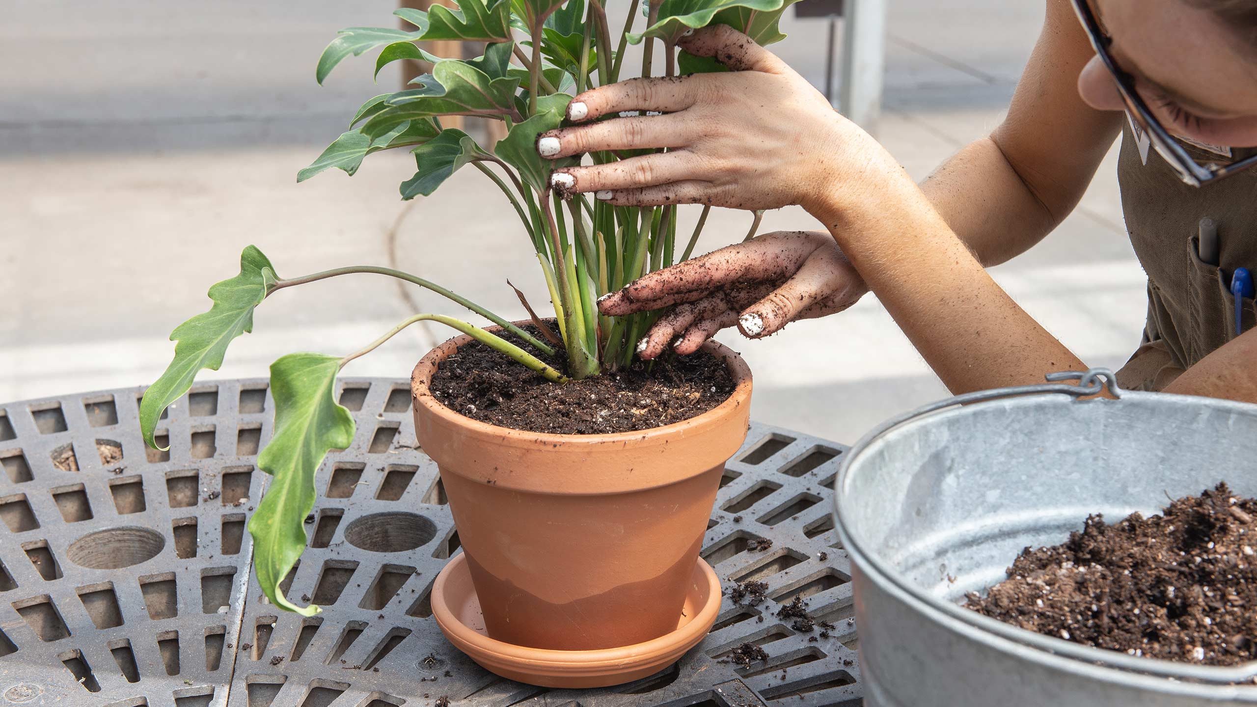 A real photograph of hands repotting a houseplant on a table with fresh potting mix and a terracotta pot with a drainage hole