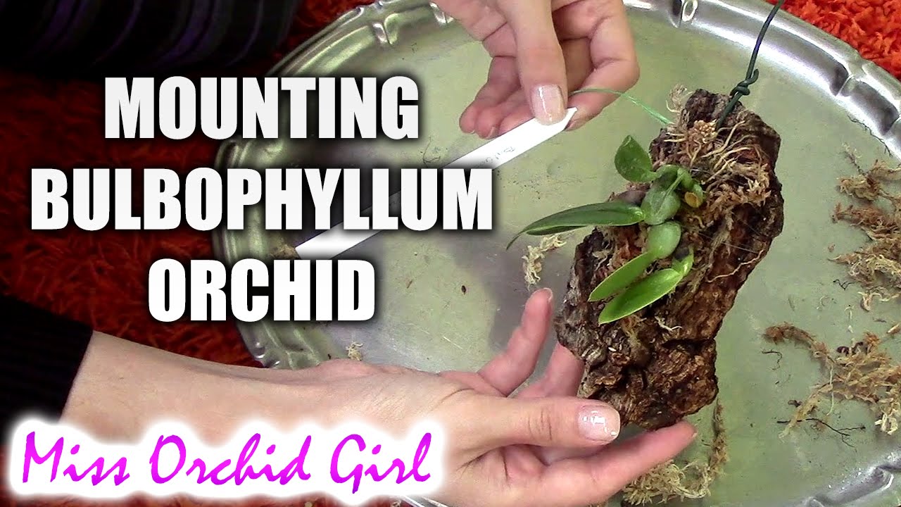 A real photograph of hands securing an orchid to a cork slab with clear fishing line, roots spread across the surface on a potting bench