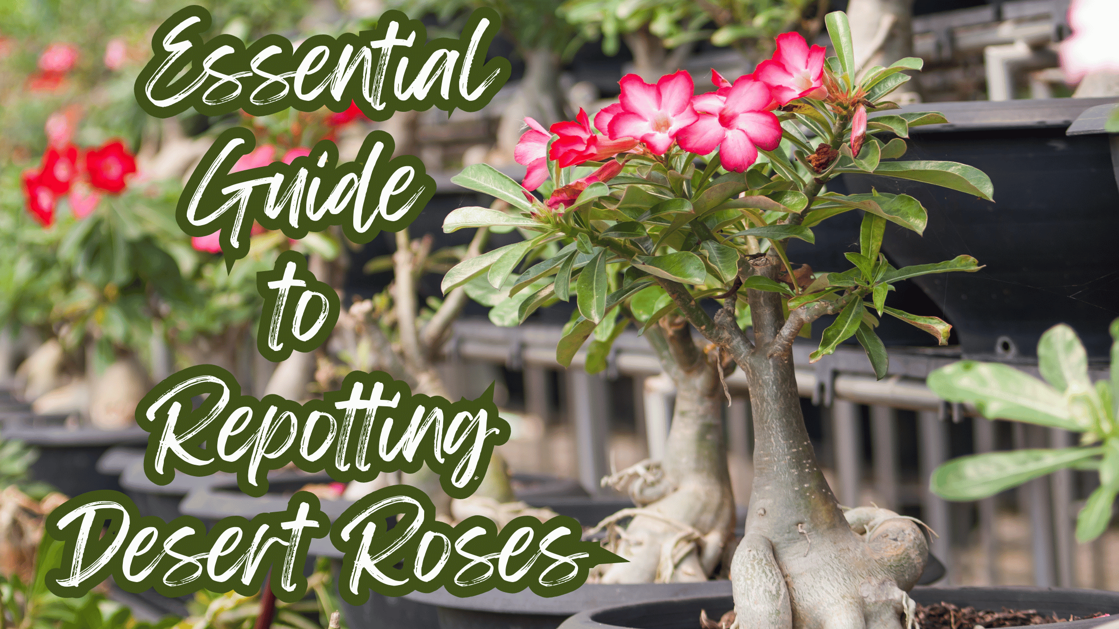A real photograph of hands wearing garden gloves repotting a desert rose (Adenium) into a terracotta pot with gritty soil, showing the thick caudex above the soil line
