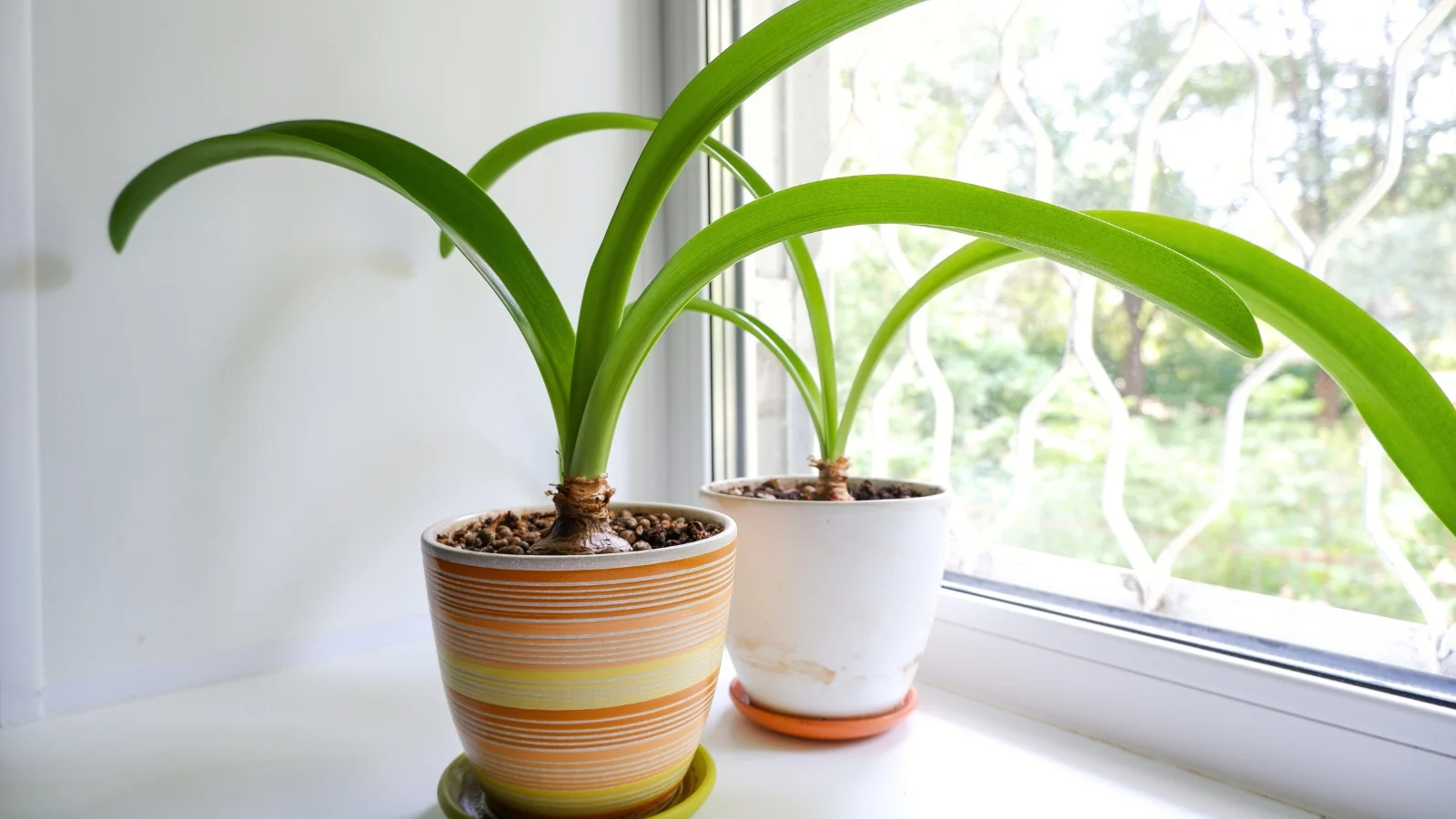 A real photograph of healthy green amaryllis leaves growing upright in a pot near a bright window in spring light