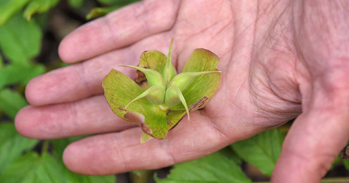 A real photograph of hellebore flower heads forming plump green seed pods in a shady spring garden