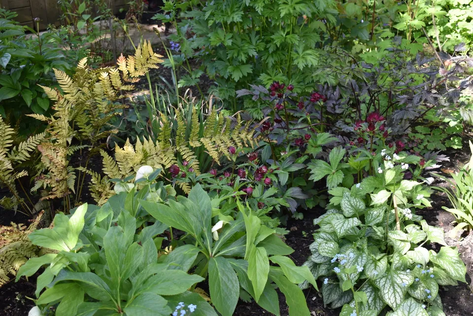 A real photograph of hellebores planted with feathery green ferns in a shady garden border with leaf mulch
