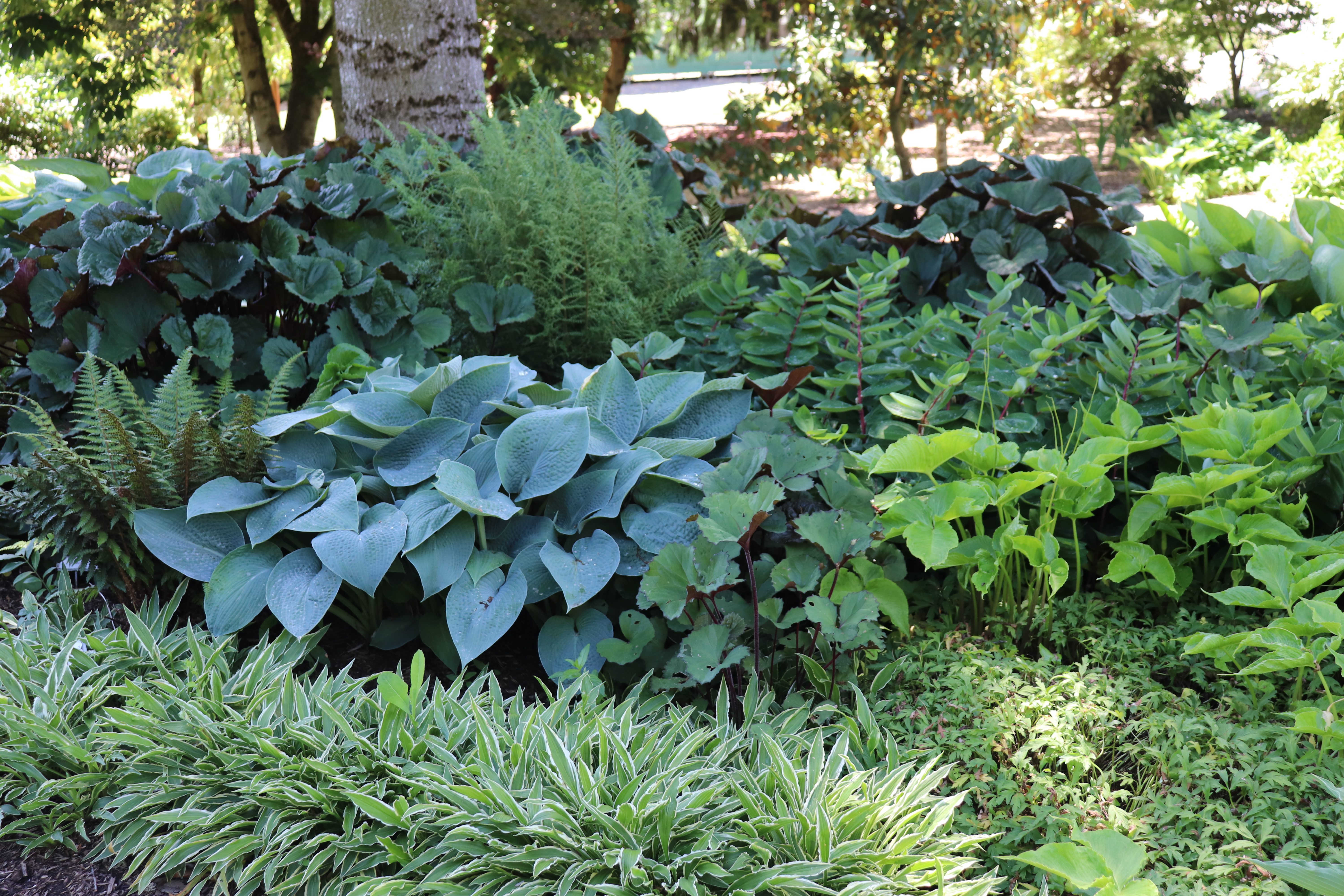 A real photograph of hostas growing beneath a deciduous tree in dappled shade, with soft sunlight speckling the leaves and woodland mulch on the soil