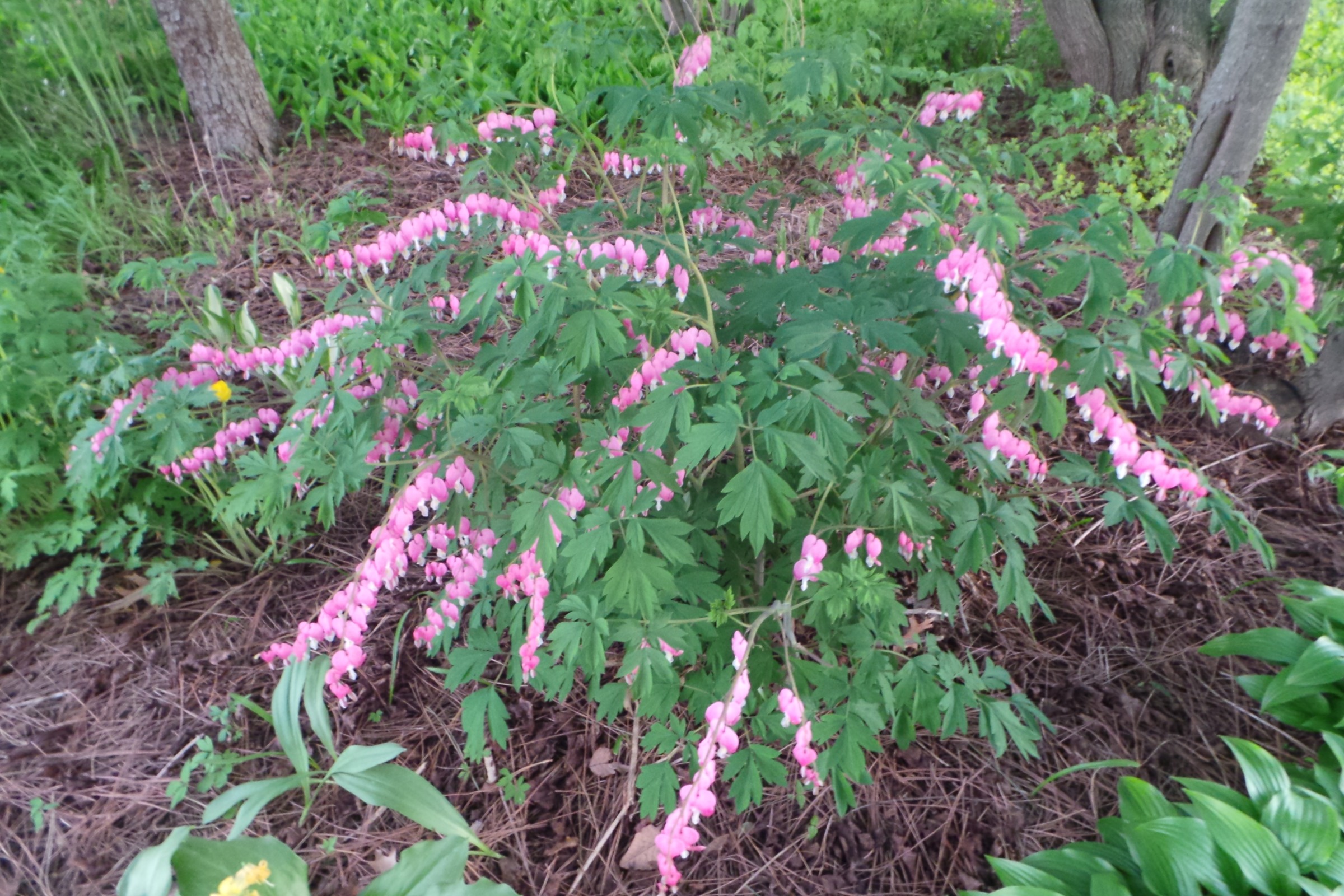 A real photograph of old-fashioned bleeding heart planted along a woodland garden border in dappled shade with soft filtered light