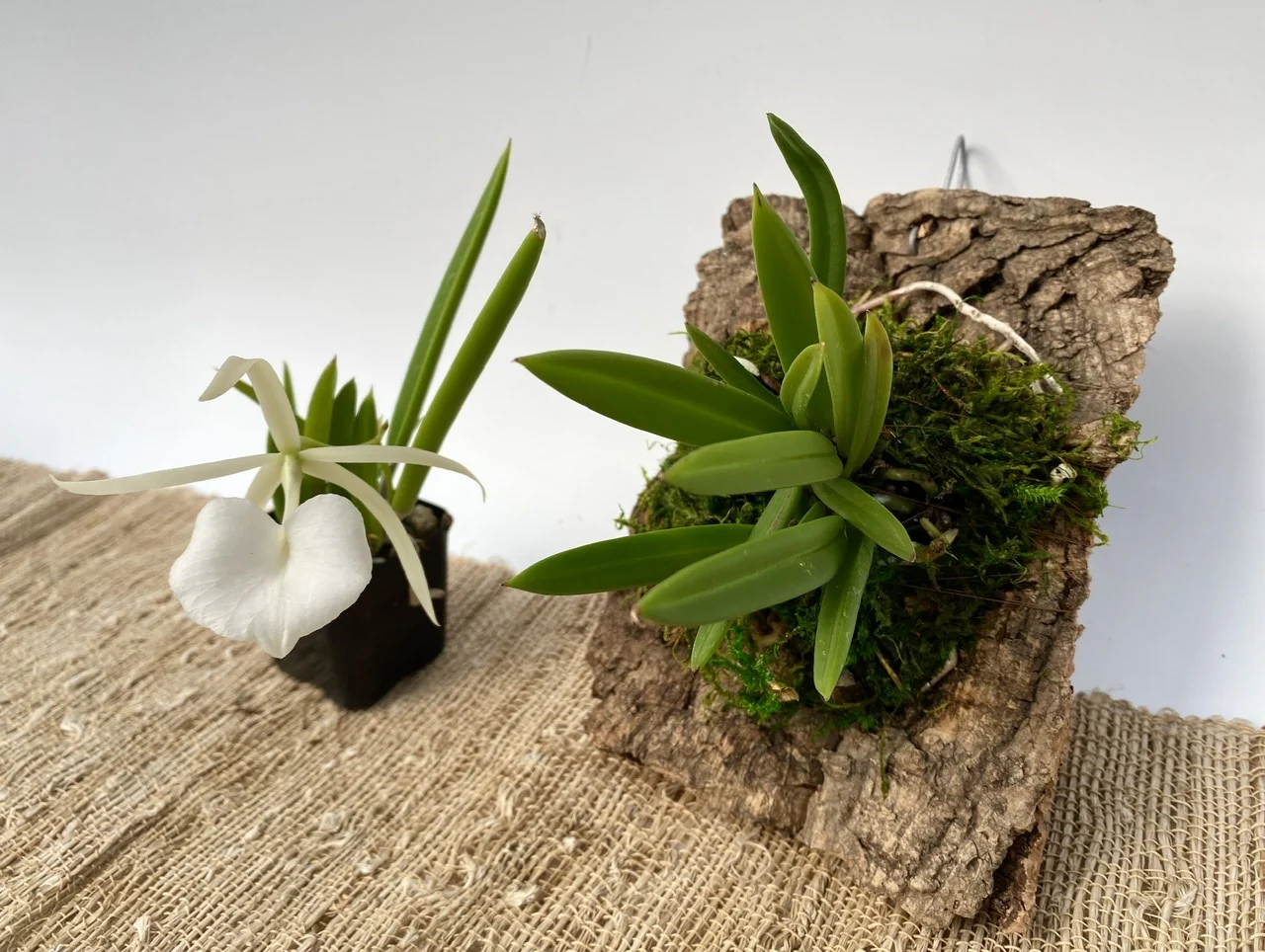 A real photograph of orchid mounting supplies on a potting bench, including a cork slab, long-fiber sphagnum, fishing line, scissors, and a small hook