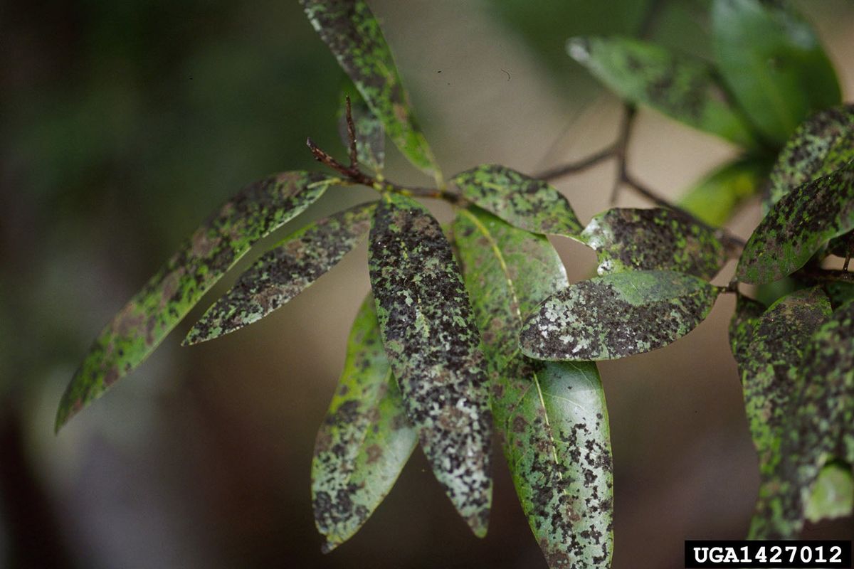 A real photograph of outdoor shrub leaves coated with black sooty mold, showing patchy dark film across the leaf surface