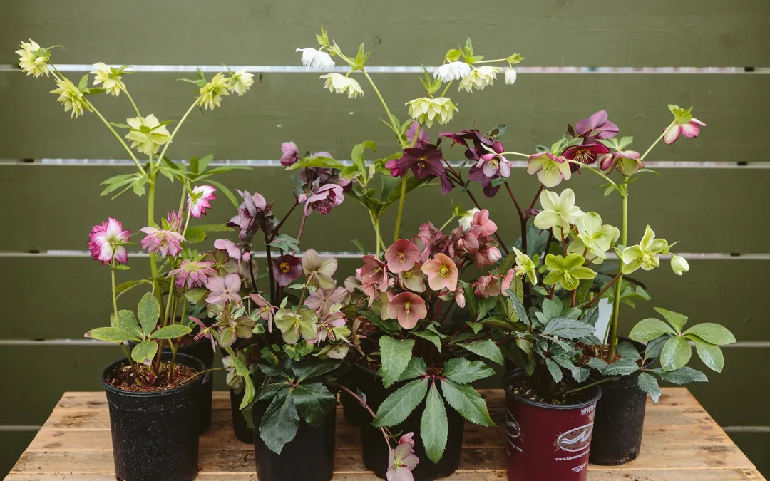 Featured image for Hellebore Care