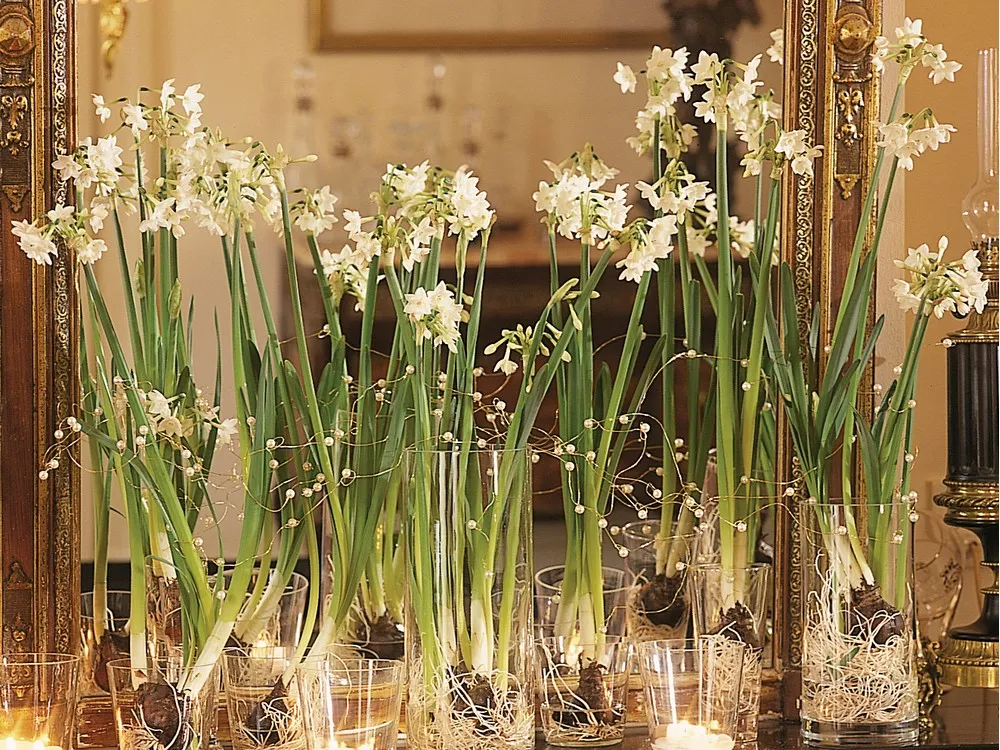 A real photograph of paperwhite narcissus bulbs arranged in a clear glass vase filled with river pebbles, white roots visible and green shoots rising in a sunny room