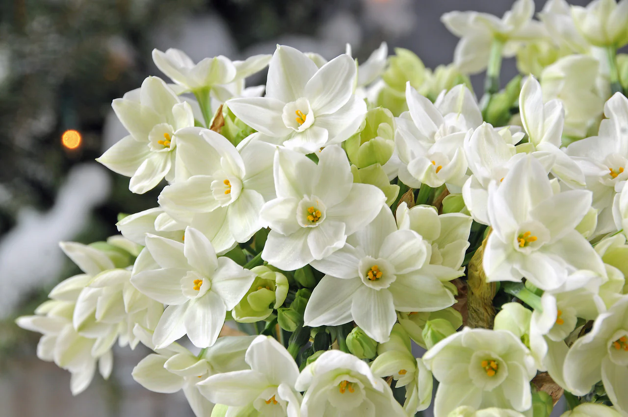 A real photograph of paperwhite narcissus growing in a pot on a bright windowsill with strong light, leaves upright and green