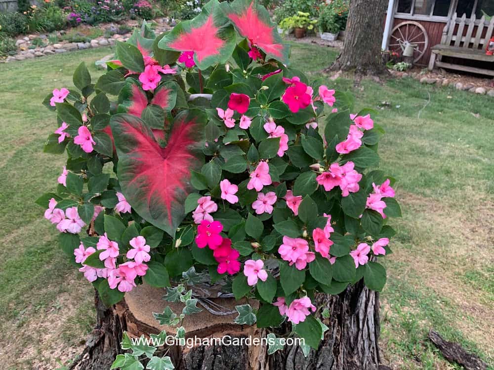 How to Grow Impatiens in Shade and Containers