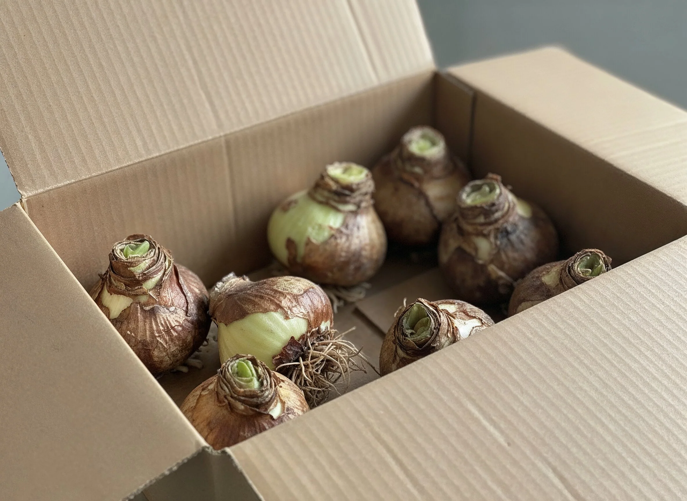 A real photograph of several amaryllis bulbs drying on a plain cardboard tray in a shaded indoor room with good airflow, showing papery outer skins and trimmed dried roots