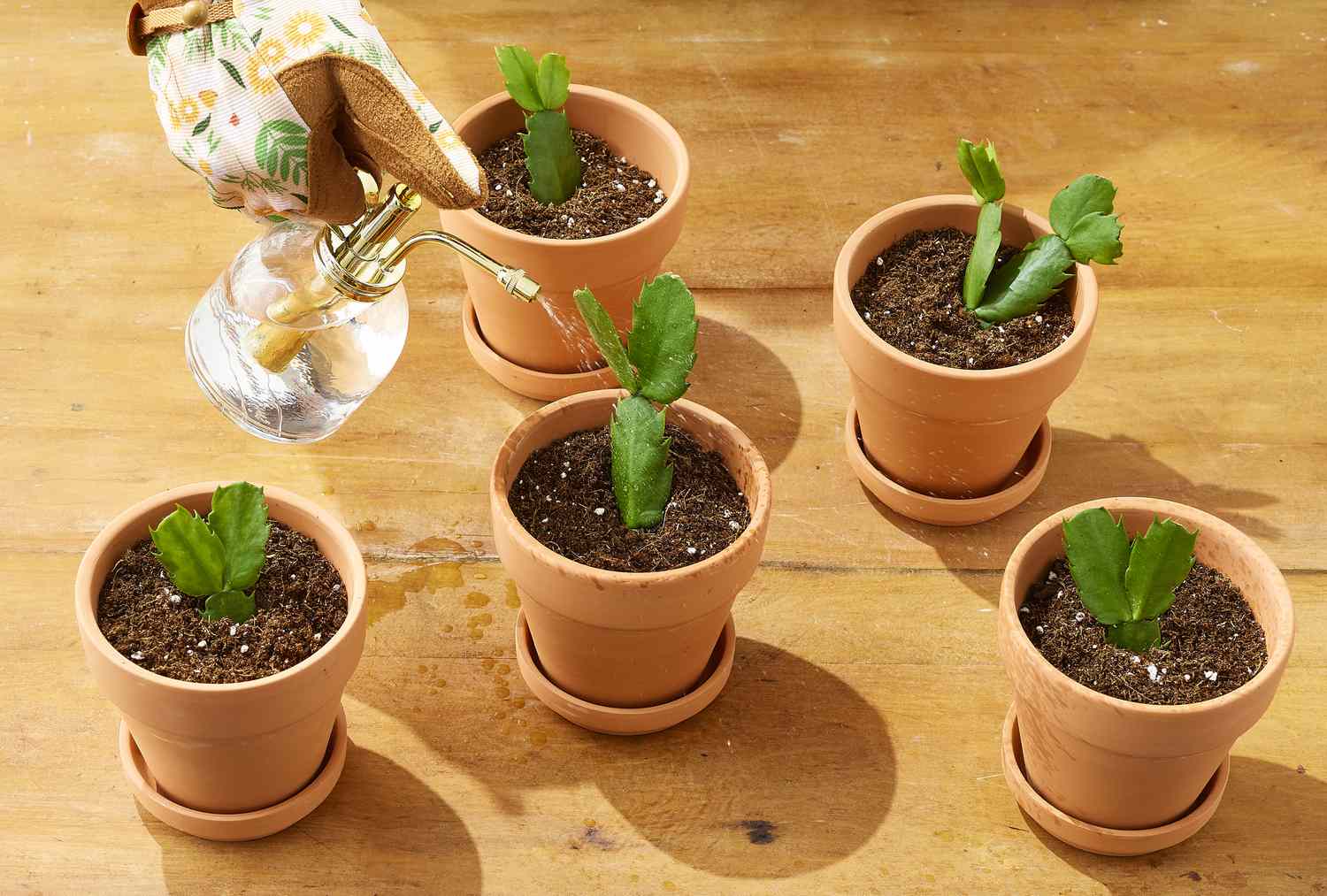 A real photograph of several small nursery pots with Christmas cactus segments inserted into potting mix on a bright indoor table, natural light