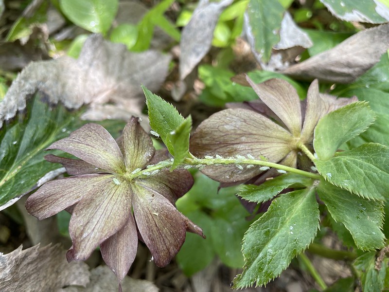 A real photograph of small green aphids clustered on a hellebore flower stem with unopened buds in a shady garden