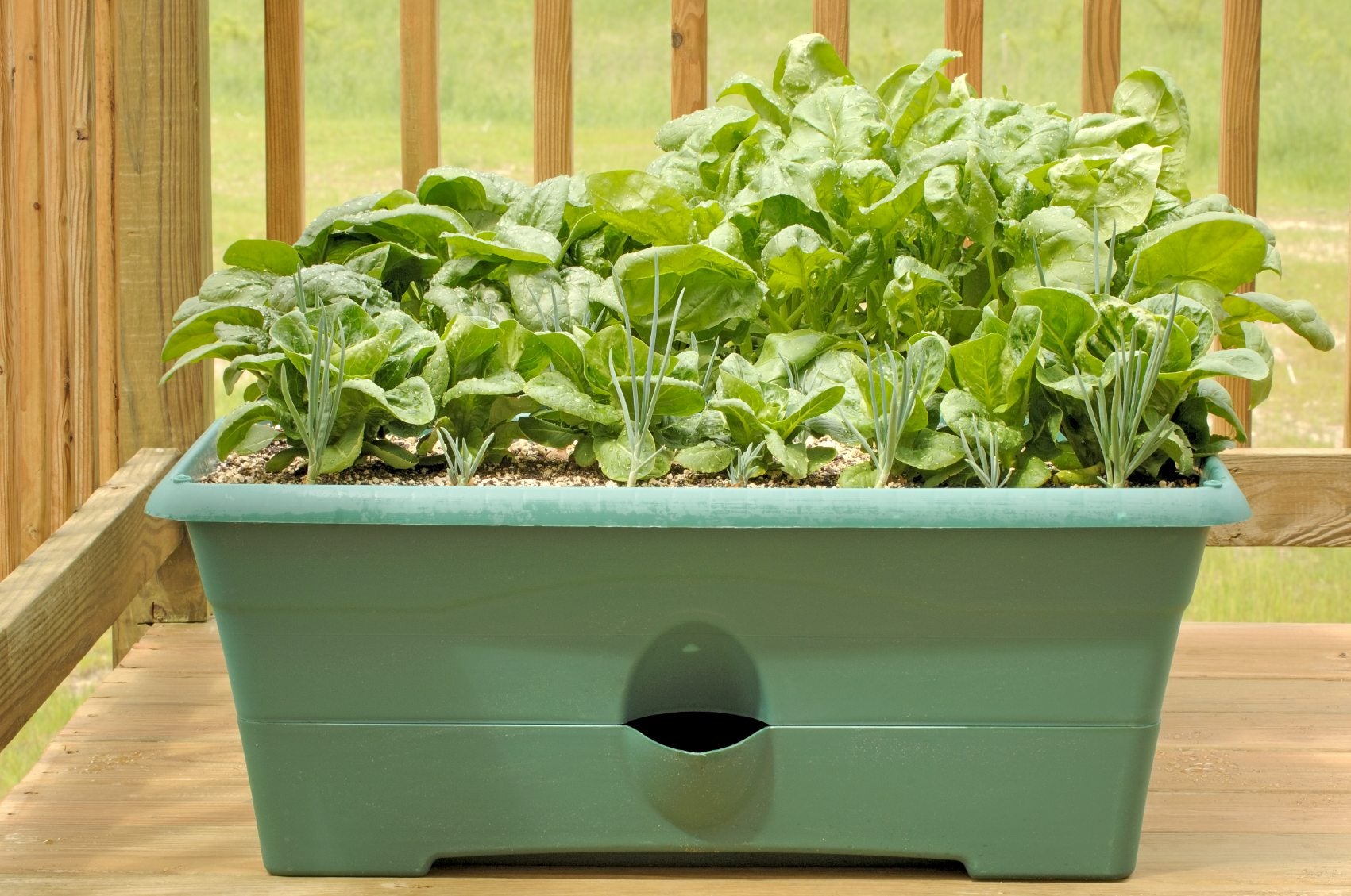 A real photograph of spinach plants growing thickly in a wide container on an apartment balcony, with bright green leaves and a watering can nearby