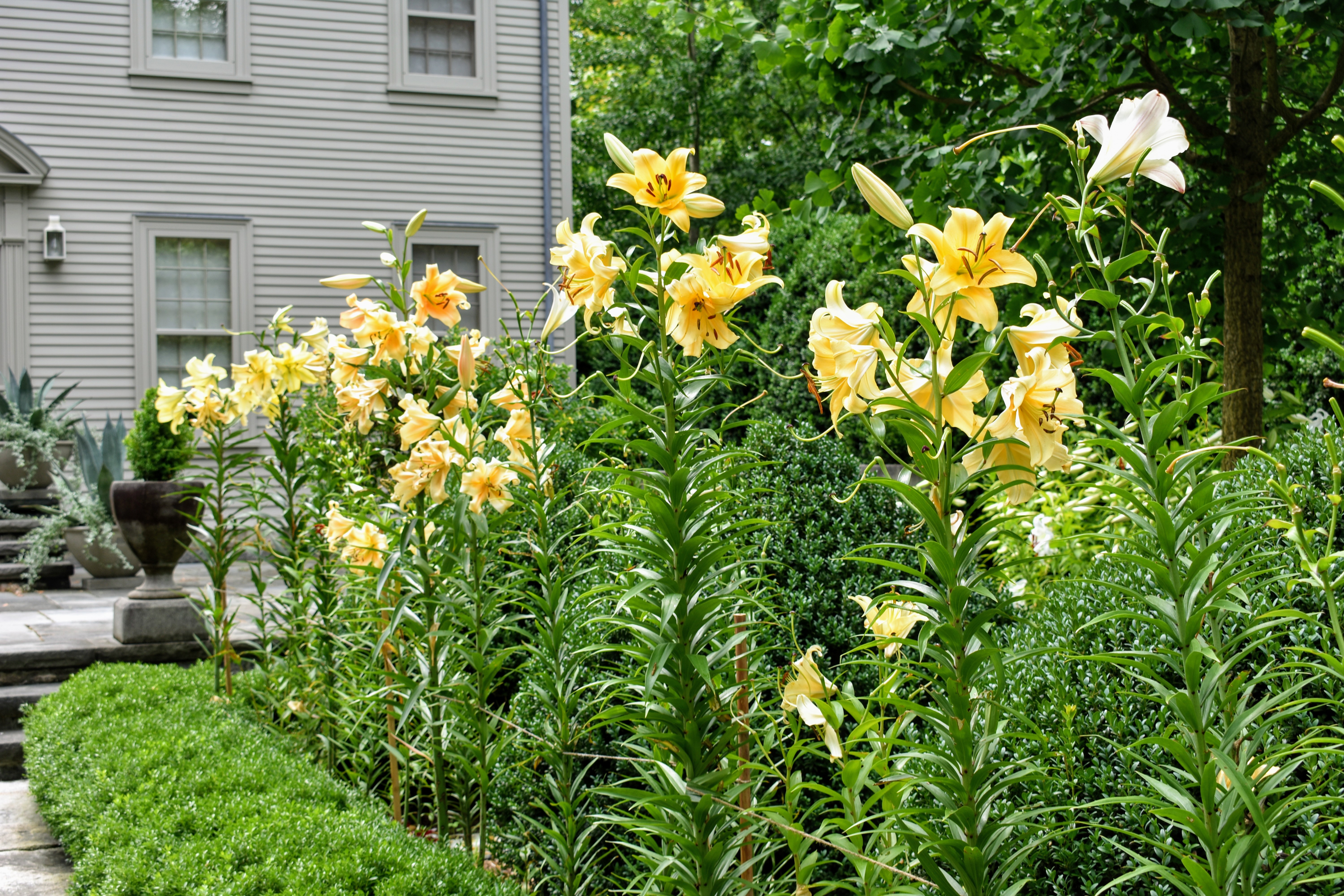A real photograph of tall Oriental lily stems supported by a bamboo stake and soft green plant ties in an outdoor garden