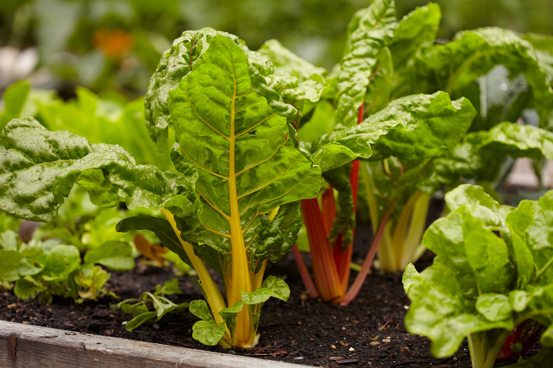 Featured image for How to Grow Swiss Chard in Garden Beds and Containers