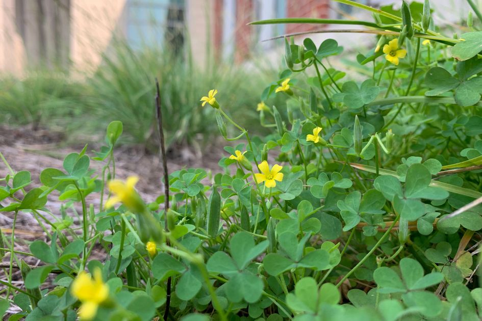 Featured image for Get Rid of Yellow Wood Sorrel Naturally