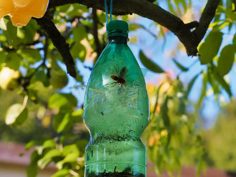 A real plastic bottle wasp trap hanging from a tree branch in a backyard, with liquid bait inside and greenery in the background